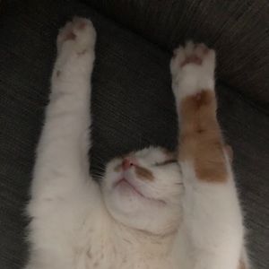 Meet your Posher, Kate